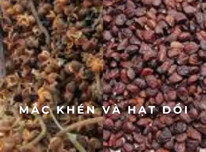 Mắc khén và hạt dổi khác nhau thế nào, dùng sai là hỏng món